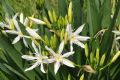 Pancratium illyricum